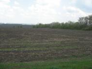 Кам'яногірка