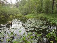 місцевість