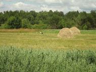 місцевість