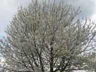 Кам'яногірка