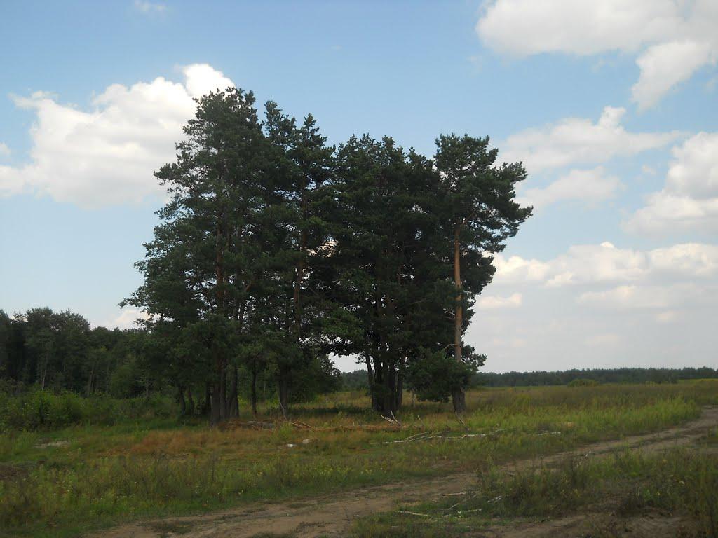 Горщик з panoramio.com - Горщик