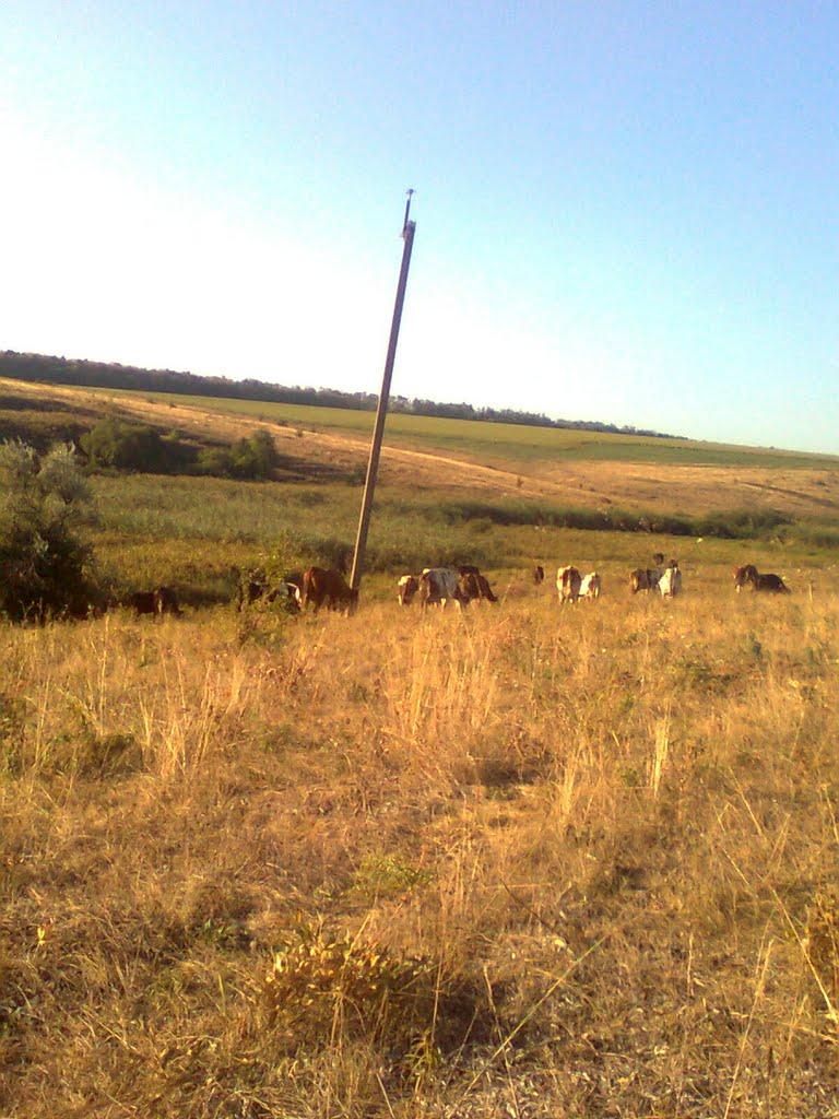 Старовірівка з panoramio.com - Старовірівка