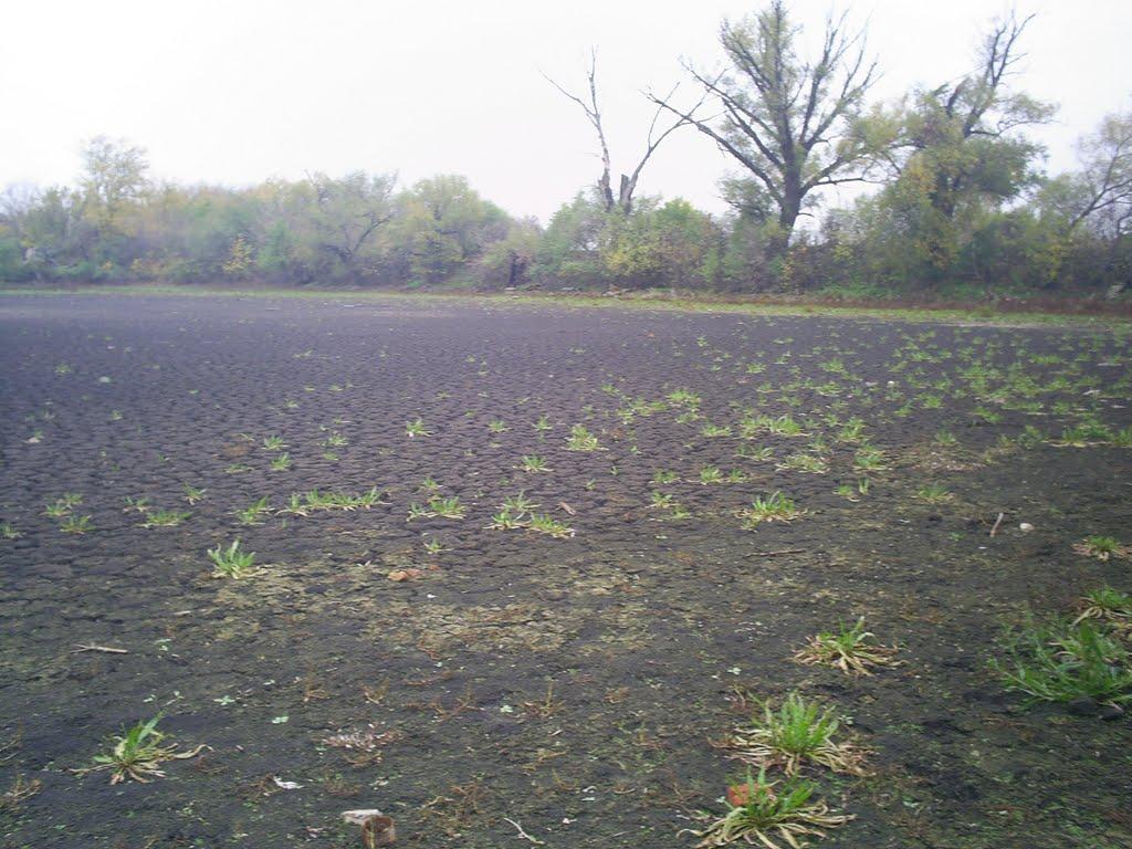 Базарове з panoramio.com - Базарове