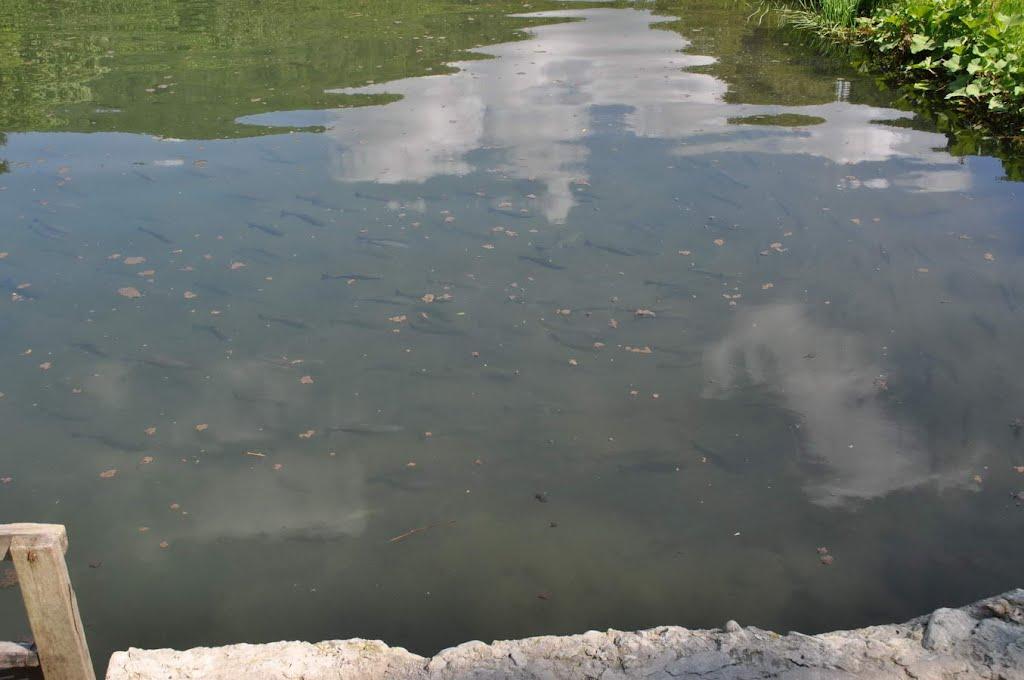 Суха з panoramio.com - Суха