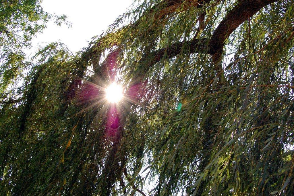 Ромашкине з panoramio.com - Ромашкино