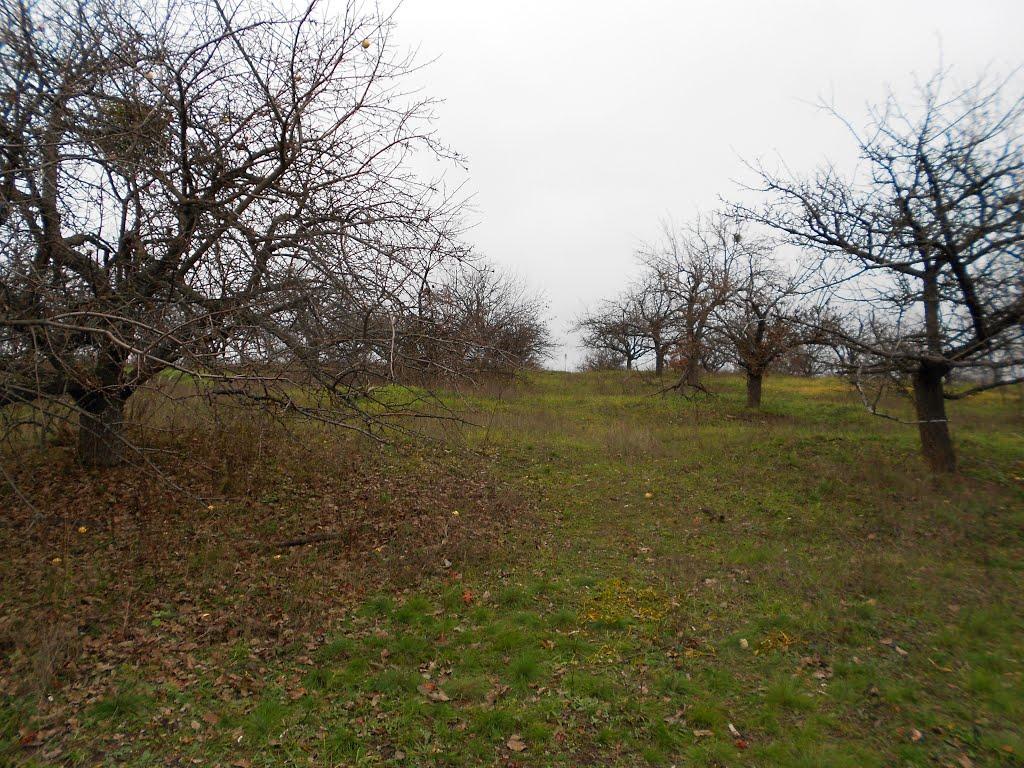 Плескачівка з panoramio.com - Плескачівка