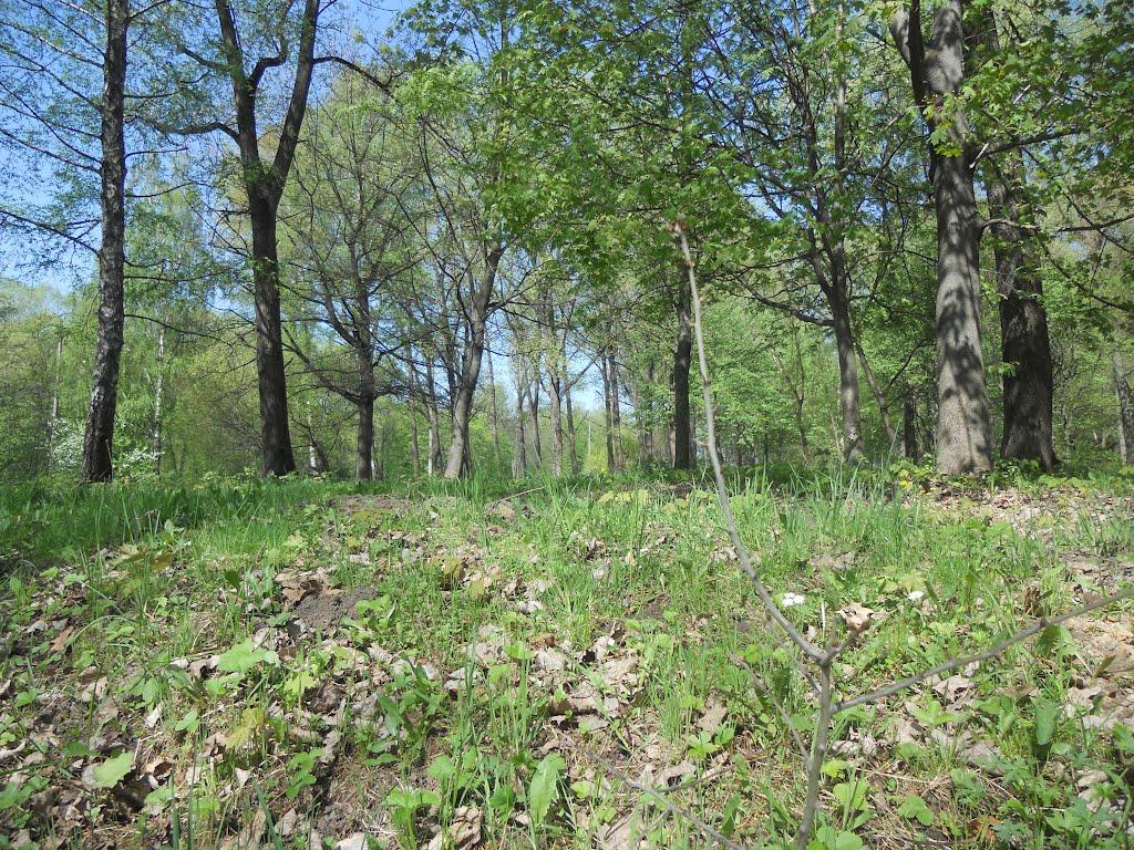 Новий Розділ з panoramio.com - Новый Роздол