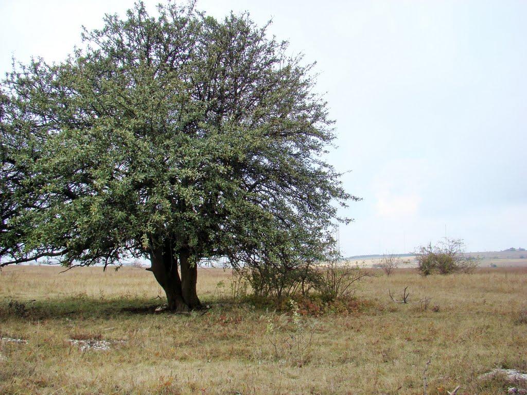 Яковлівка з panoramio.com - Яковлевка