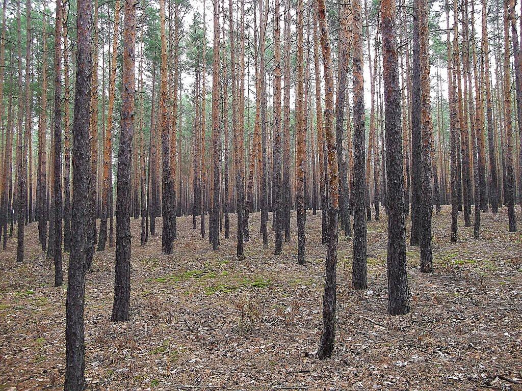 Щурове з panoramio.com - Щурово