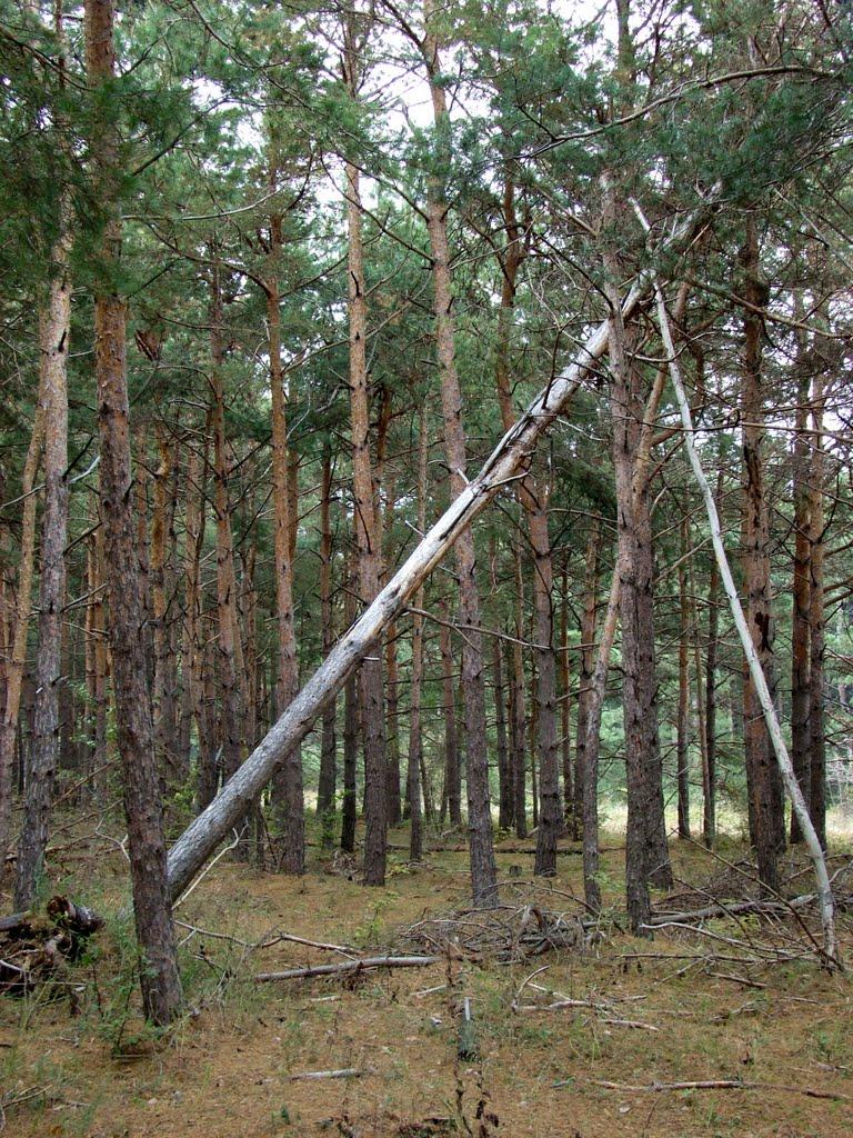 Яковлівка з panoramio.com - Яковлевка