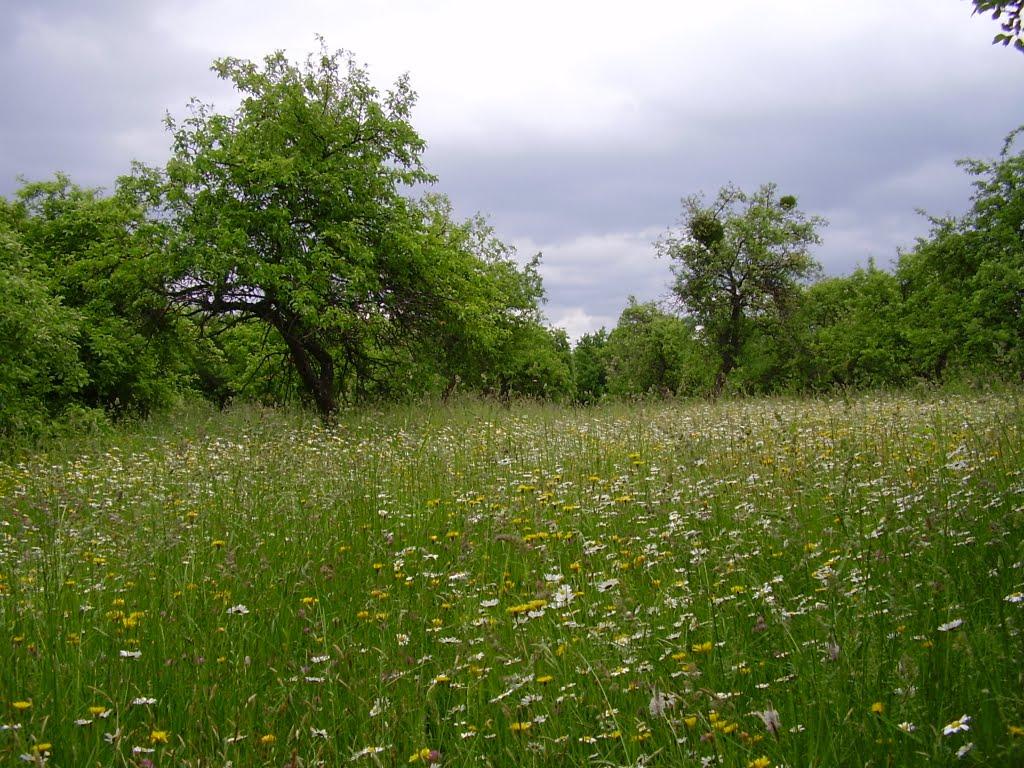 Коржівці з panoramio.com - Коржівці