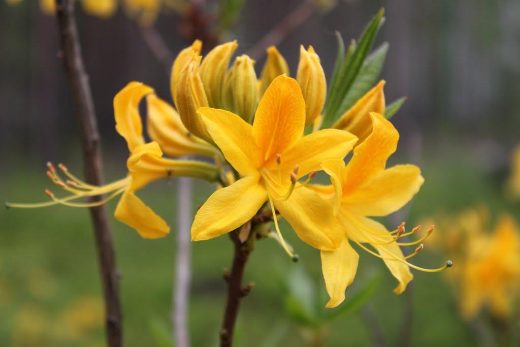 Городець з panoramio.com - Городець
