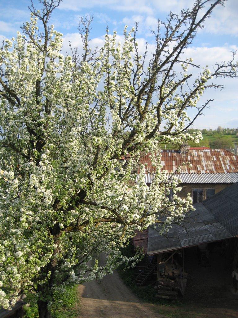 Солотвин з panoramio.com - Солотвин