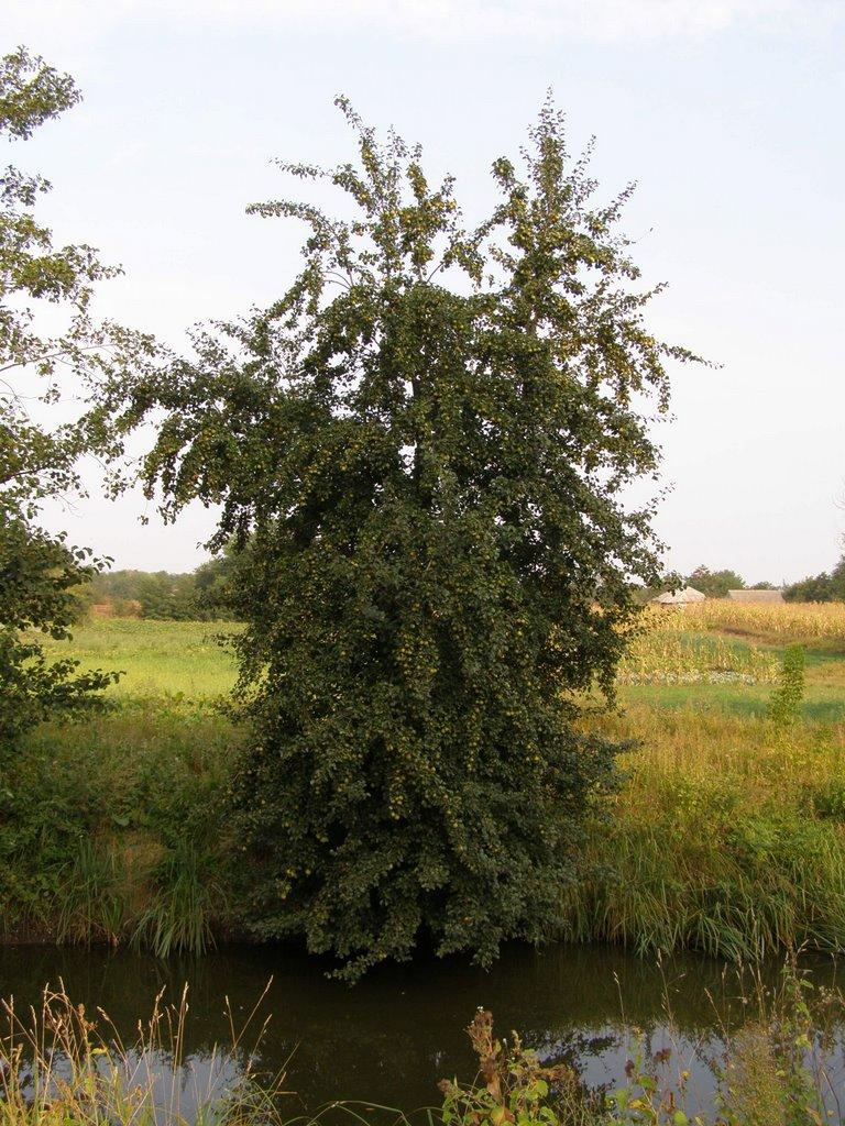 Лузанівка з panoramio.com - Лузанівка