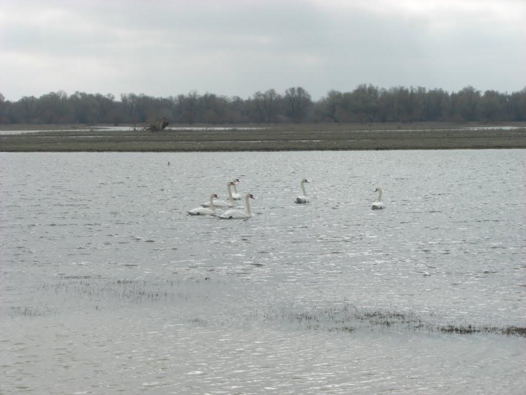 Матроська з panoramio.com - Матросская
