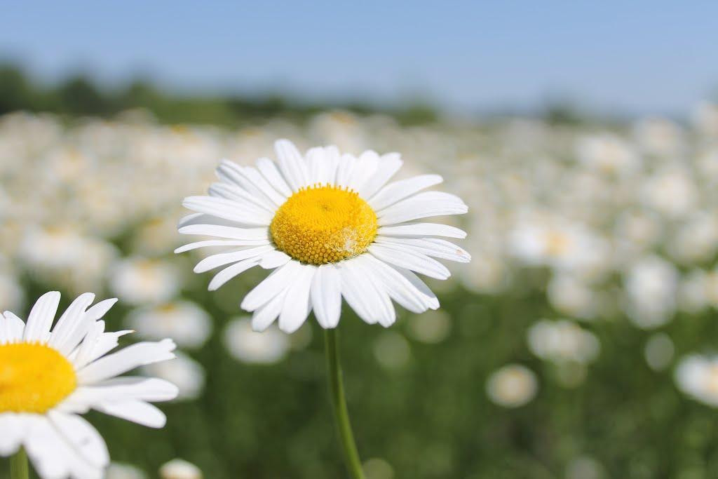 Зрайки з panoramio.com - Зрайки