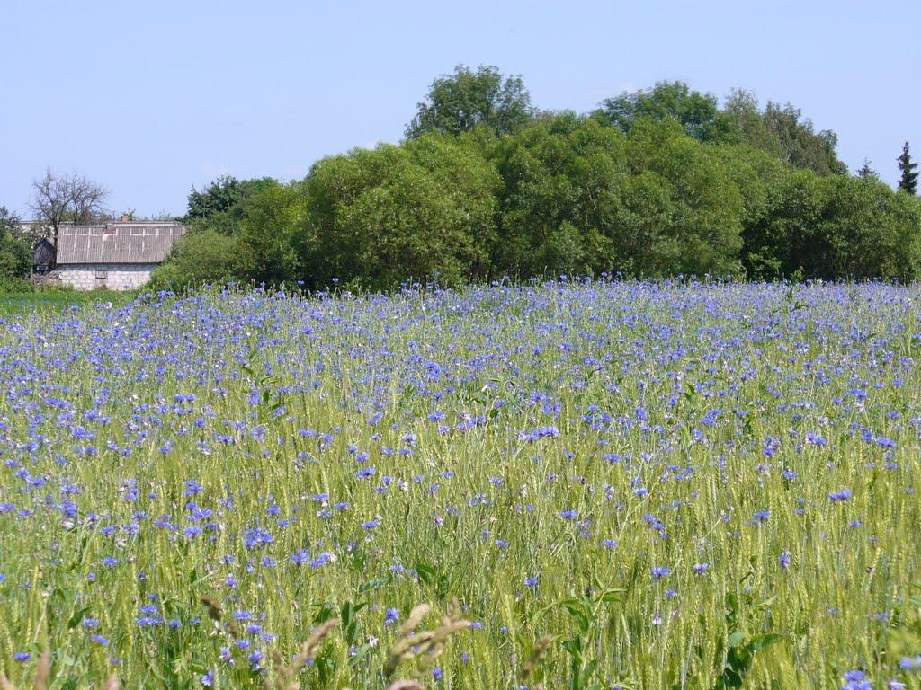 Гута з panoramio.com - Гута