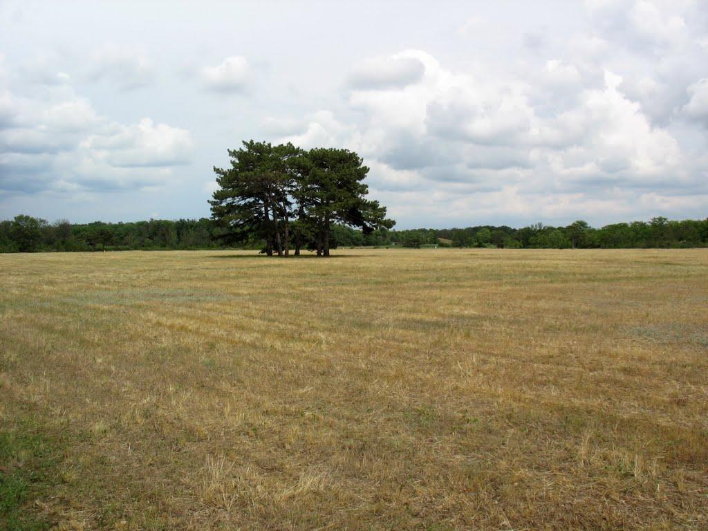 Асканія-Нова з panoramio.com - Askaniya-Nova