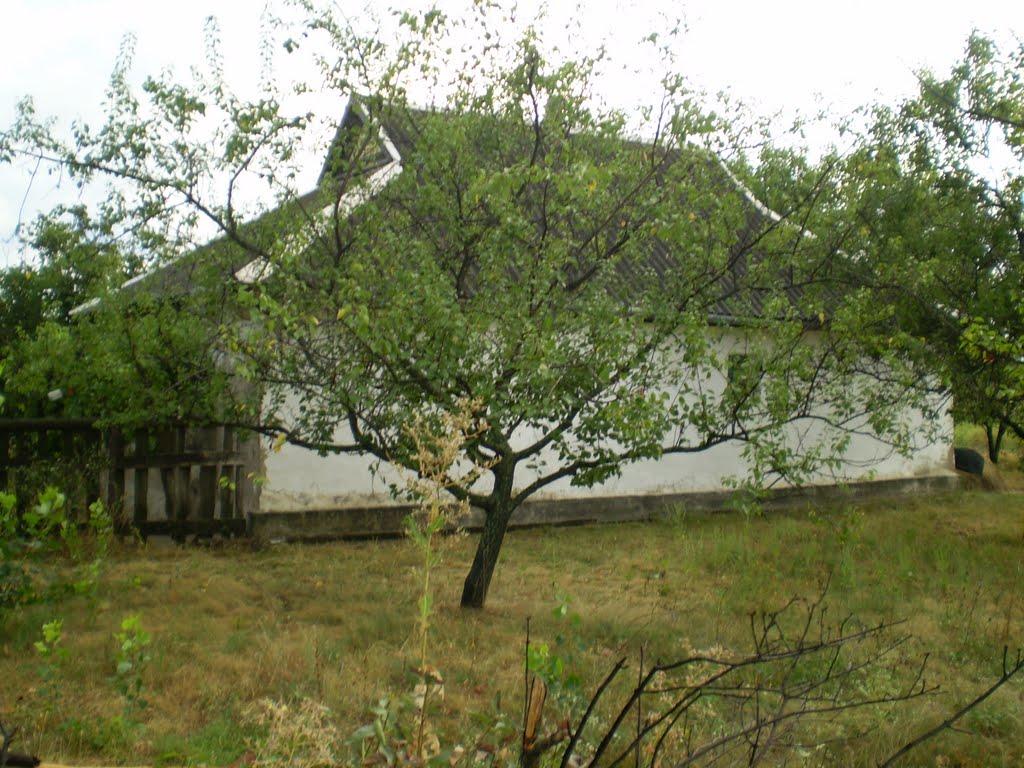 Петриківка з panoramio.com - Петриківка