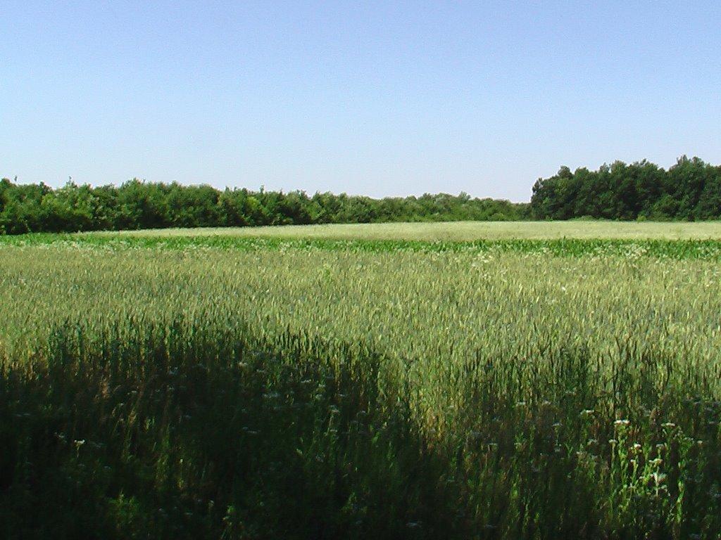 Олексіївка з panoramio.com - Алексеевка