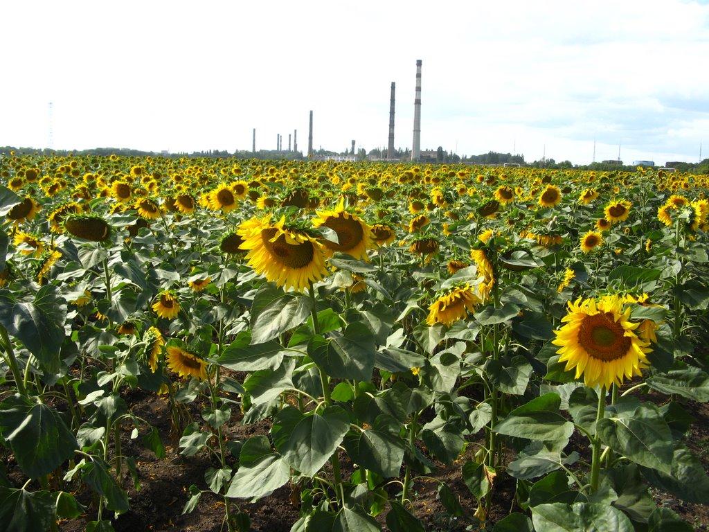 Кам'яне Поле з panoramio.com - Каменное Поле