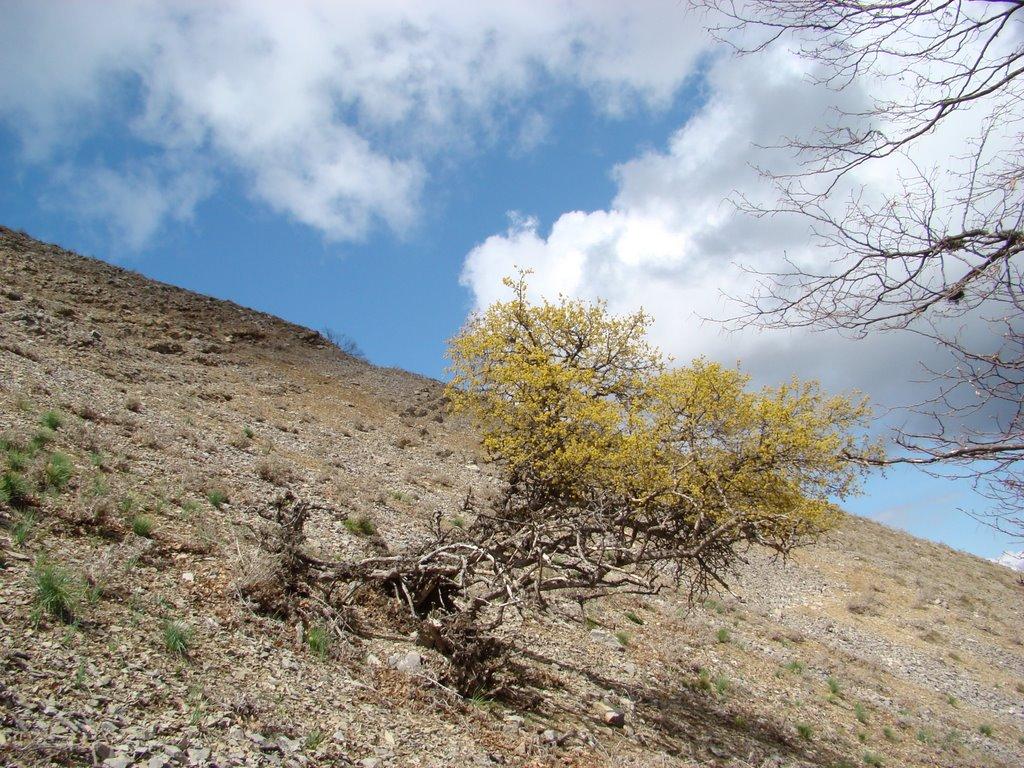 Розовий з panoramio.com (ч.2) - Розовий
