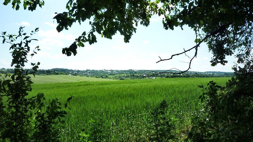 Давидківці з panoramio.com - Давидківці