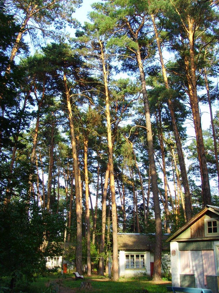 Новосілки з panoramio.com - Новоселки