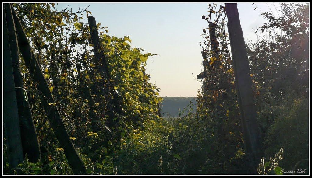 Астей з panoramio.com - Астей