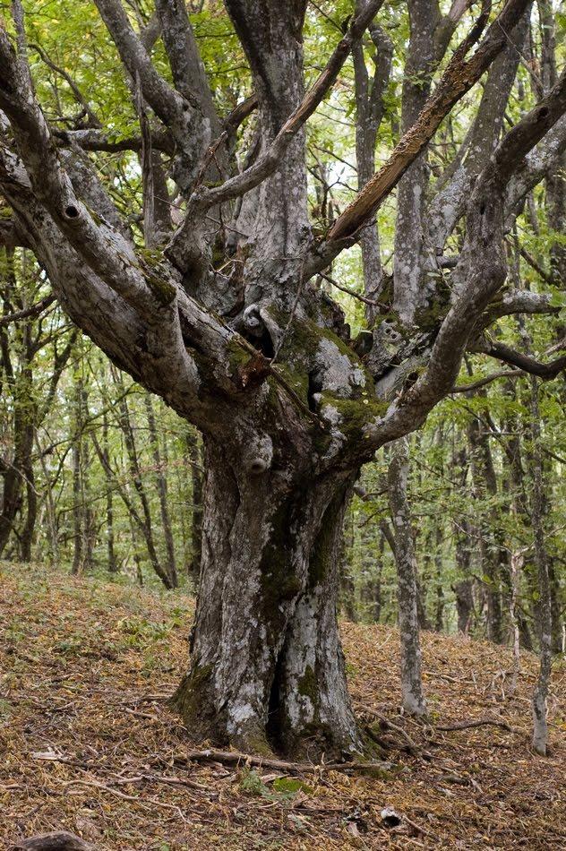 Зеленогір'я з panoramio.com - Зеленогір'я