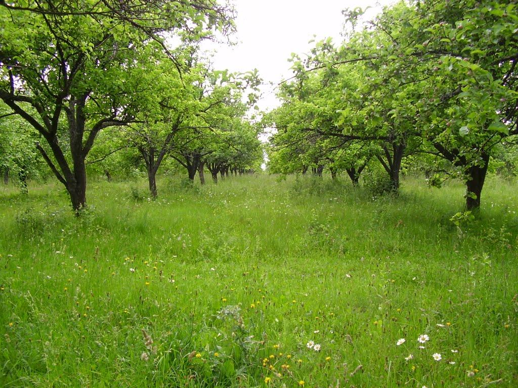Коржівці з panoramio.com - Коржевцы