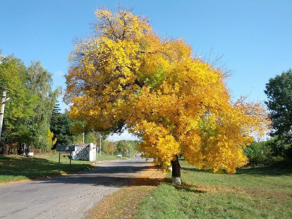 Виноград з panoramio.com - Виноград