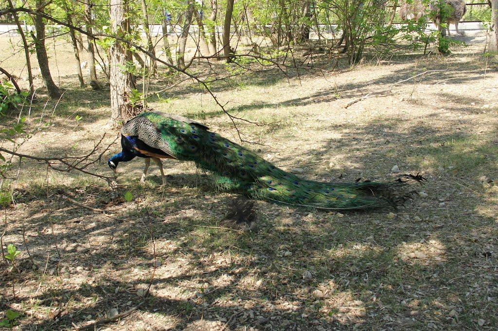 Білогірськ з panoramio.com - Білогірськ