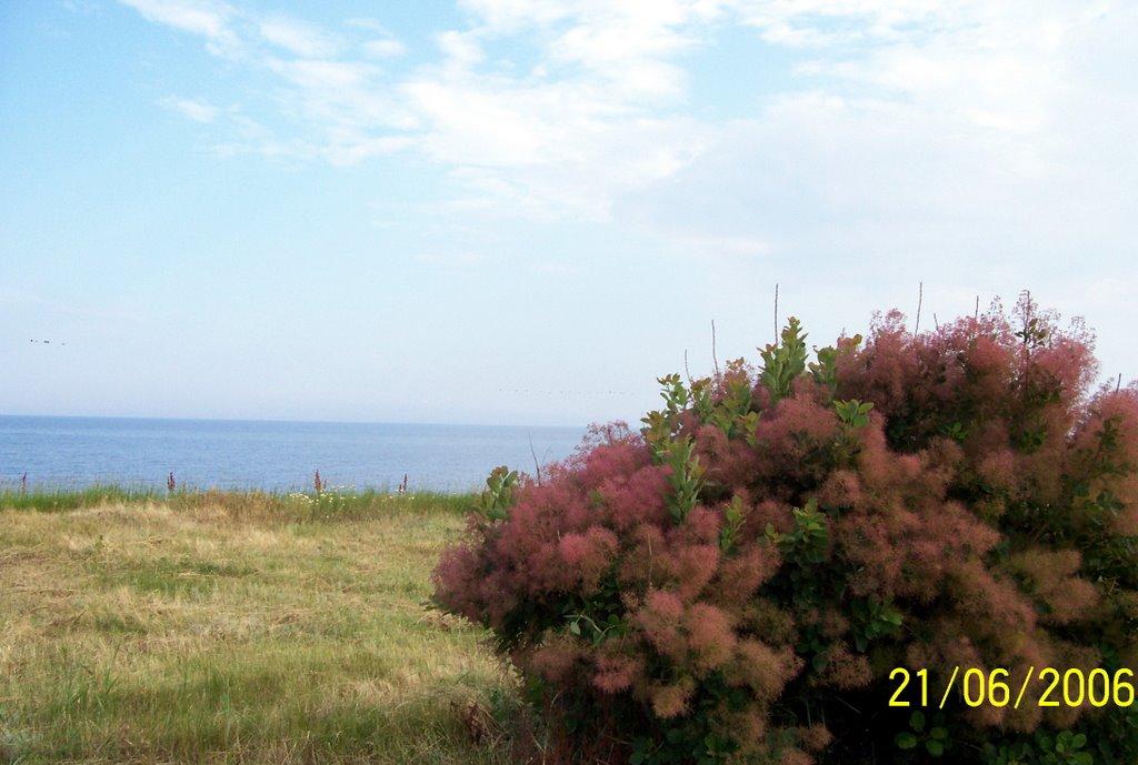 Лебедівка з panoramio.com - Лебедевка