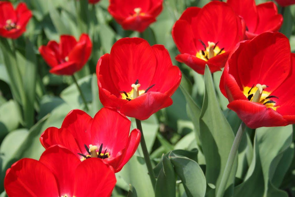 Дмитрівка з panoramio.com - Дмитровка