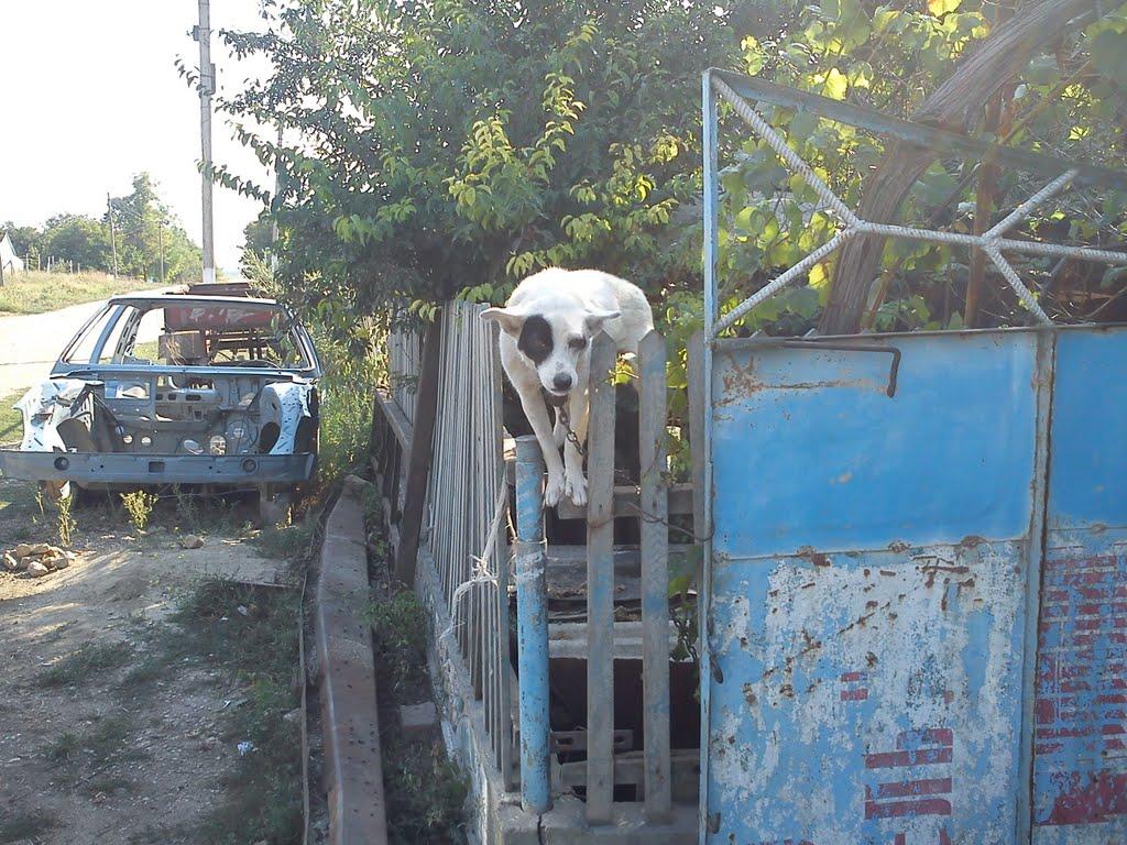 Шубине з panoramio.com - Шубине