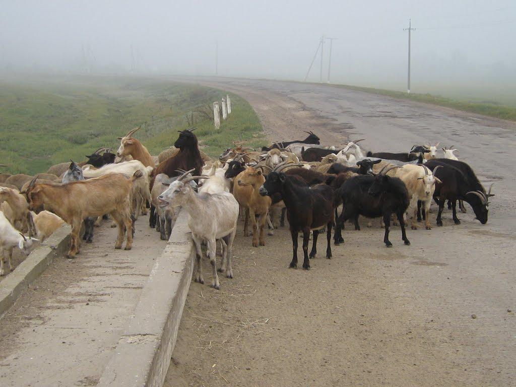 Задунаївка з panoramio.com - Задунаївка