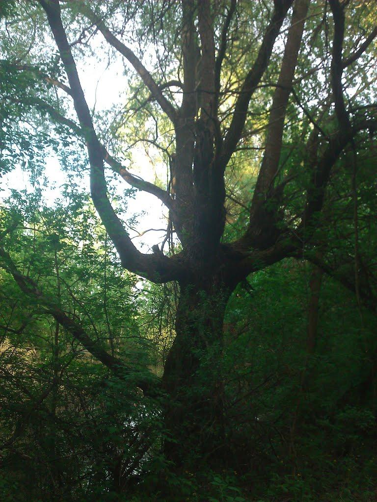 Хутір-Хмільна з panoramio.com - Хутір-Хмільна