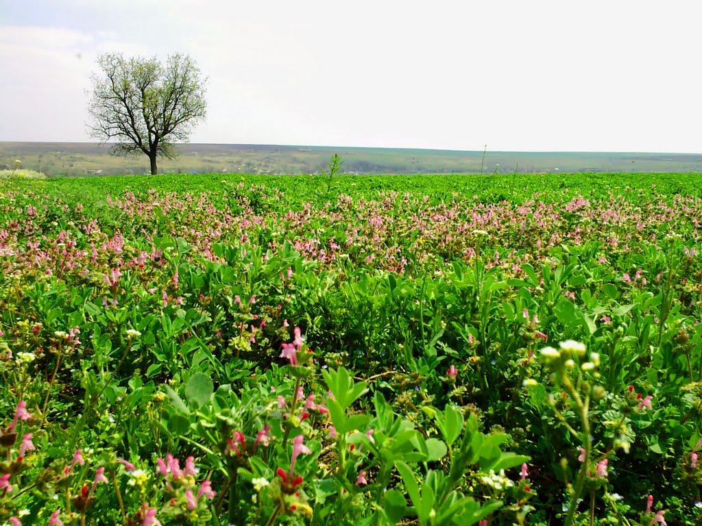 Великозименове з panoramio.com - Великозименове