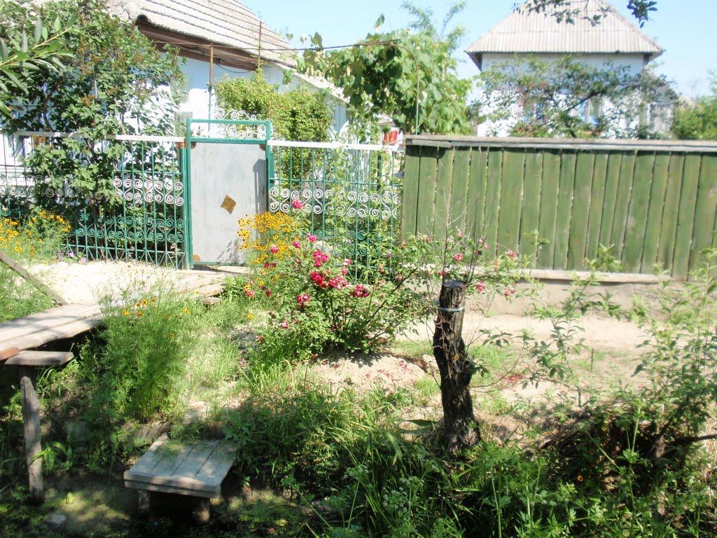Вилкове з panoramio.com (ч.2) - Vylkove