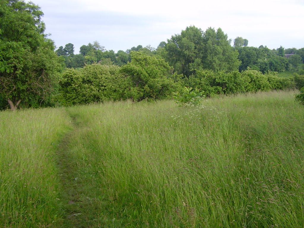 Коржівці з panoramio.com - Коржівці