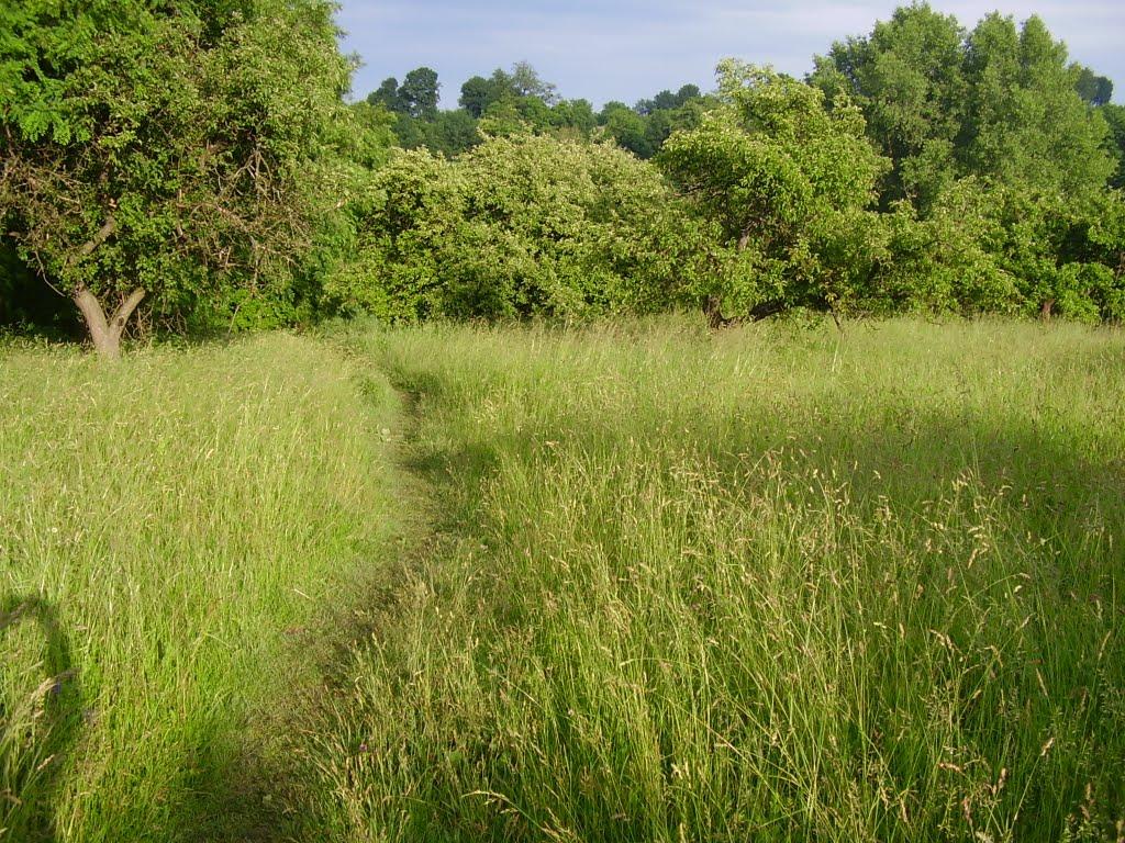 Коржівці з panoramio.com - Коржівці