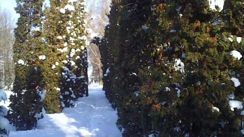 Вишневе з panoramio.com - Вишневе