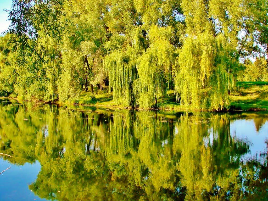 Димер з panoramio.com - Дымер