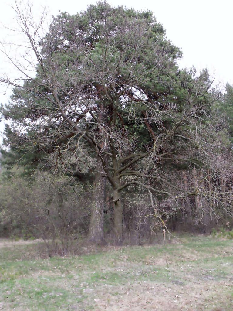 Козлин з panoramio.com - Козлин