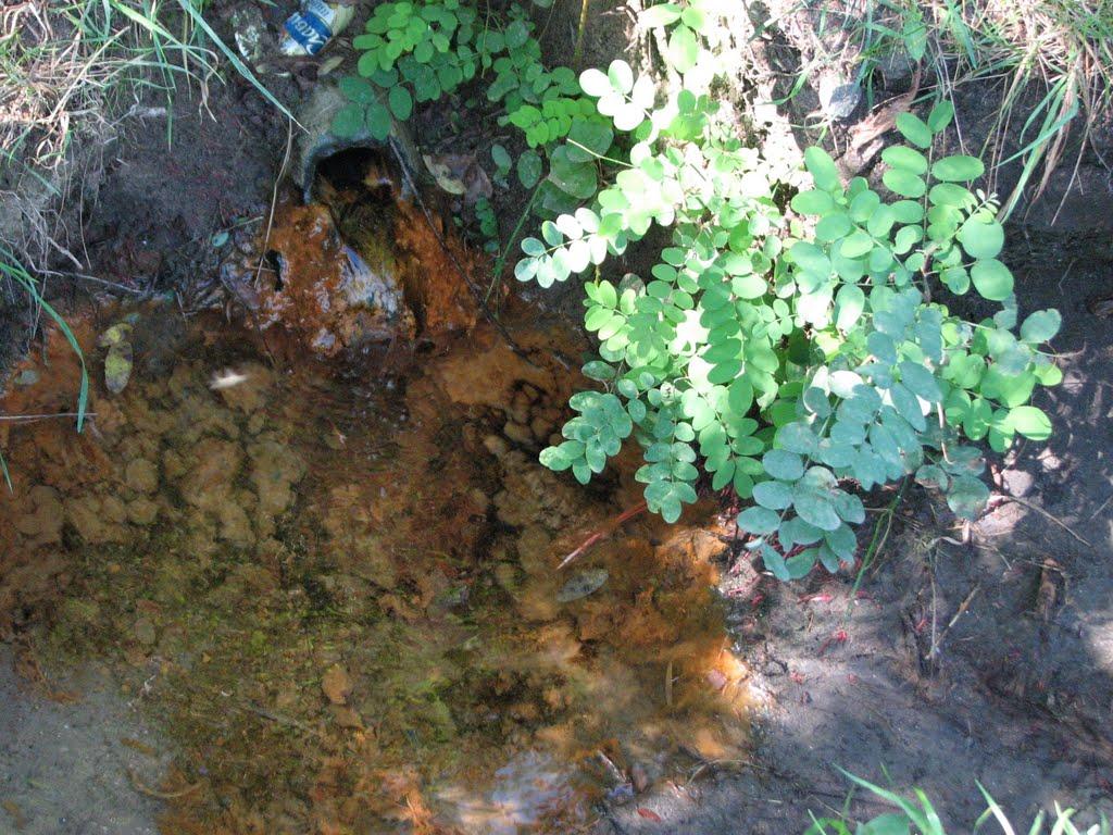 Пекарі з panoramio.com - Пекари