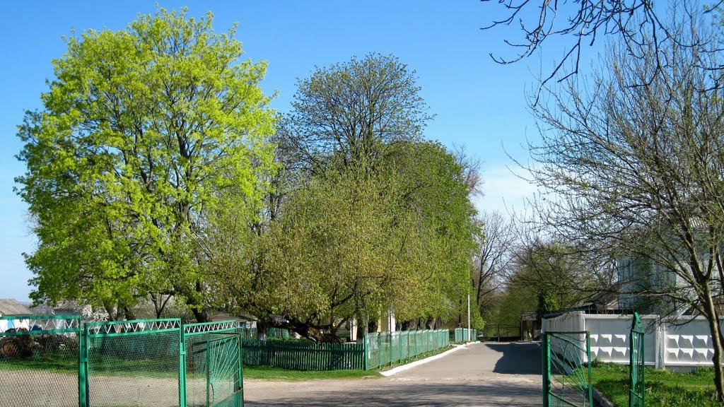 Горохів з panoramio.com - Горохов