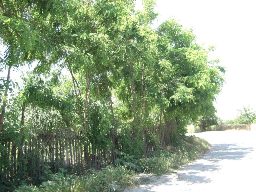 Матроська з panoramio.com - Матросская