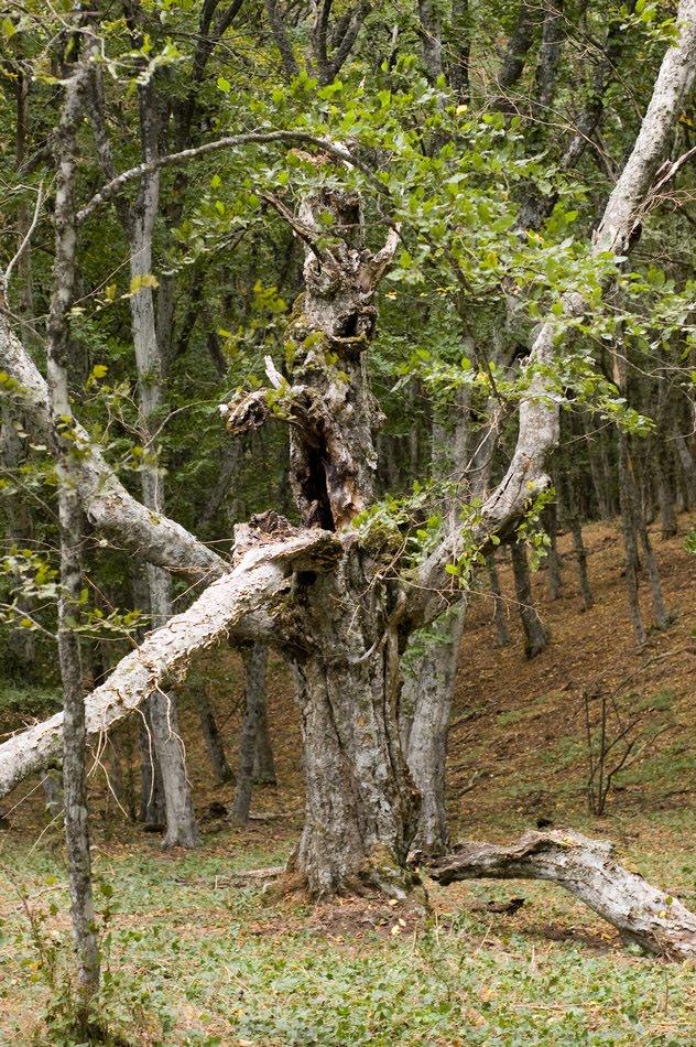 Зеленогір'я з panoramio.com - Зеленогір'я