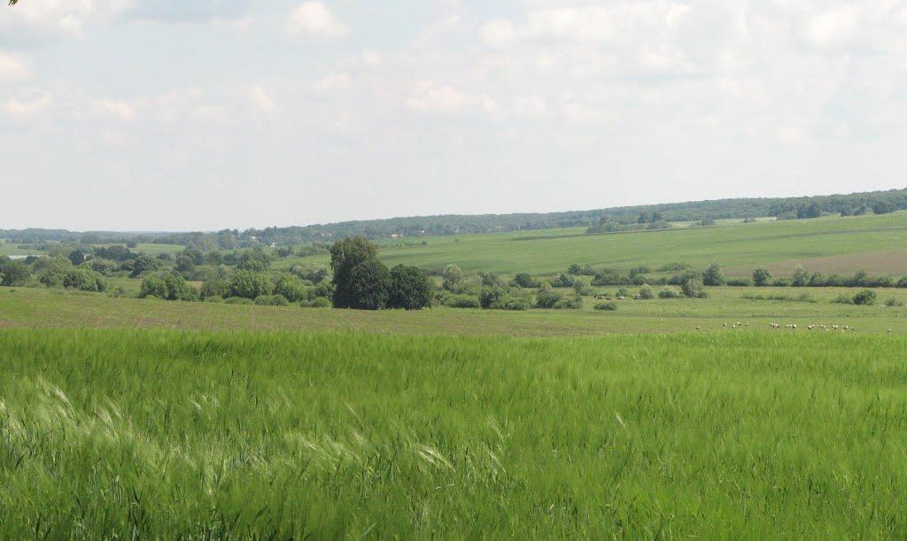 Давидківці з panoramio.com - Давидківці